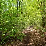 In Near Veluwe Forest *