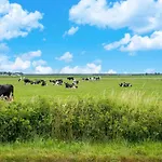 In Near Veluwe Forest * Hattemerbroek