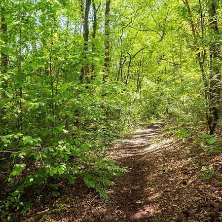 In Near Veluwe Forest *