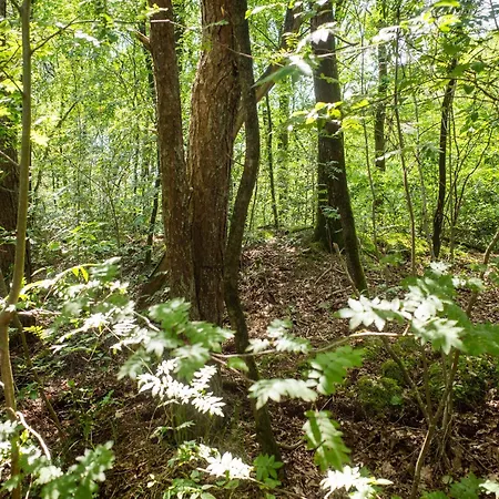 Tatil Evi In Near Veluwe Forest