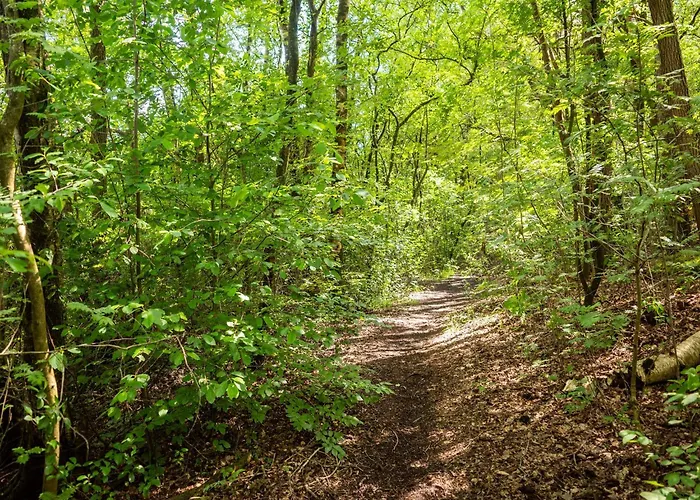 In Near Veluwe Forest *