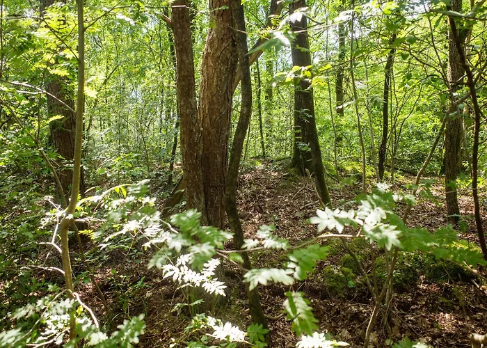 Semesterbostad In Near Veluwe Forest